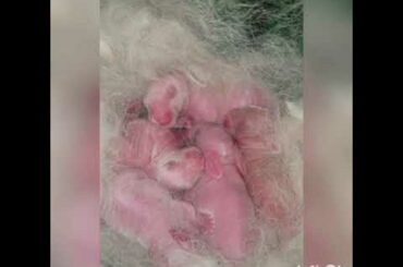 Rabbit videos | funny and cute rabbits video !