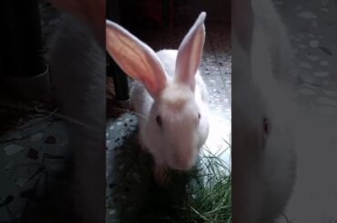 Cute rabbit 😍😍😍😍😍😍