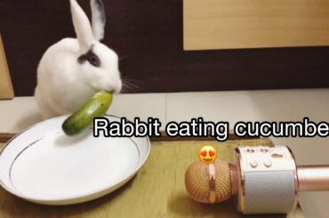 Rabbit eating cucumber