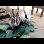 Cute rabbit 🐇