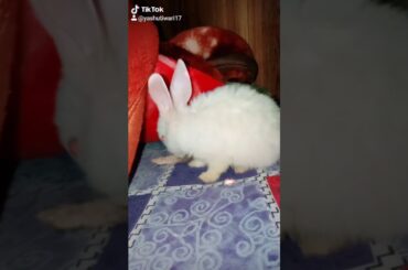 My cute rabbit