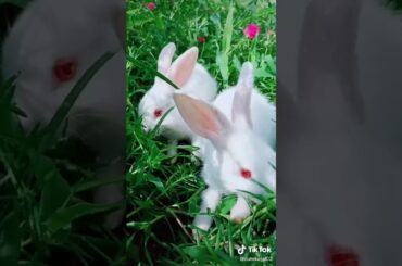 🥰🥰🥰🥰🥰 cute rabbit