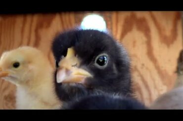 Darling BABY Bunnies, Ducklings, and Chicks Compilation
