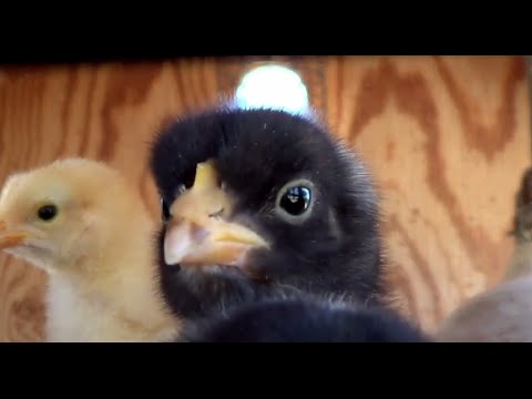Darling BABY Bunnies, Ducklings, and Chicks Compilation