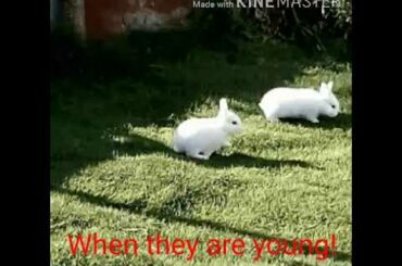 Our cute bunny! We missed you!