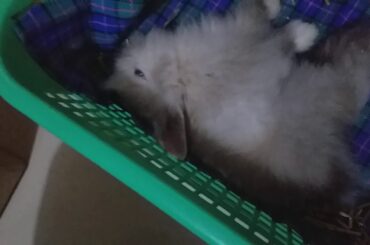 Baby bunny sleeping UwU