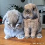 Cute rabbit friend funny video