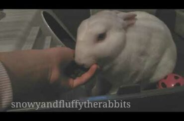 Rabbit eating pellets out my hand!