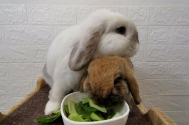 Tokki Club Cute Rabbit Video #22 - Harlequin Holland Lop