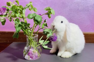 Rabbit eating juicy flowers ASMR 💐 Cute animals 🐰 Funny Bunny