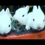Cute Baby Rabbits