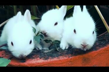 Cute Baby Rabbits