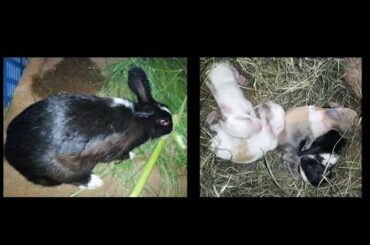 Simple Rabbit Breeding Cage Tour