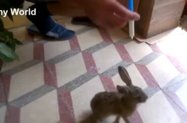 Rabbit baby cute😍😍😍🤗🤗🤗