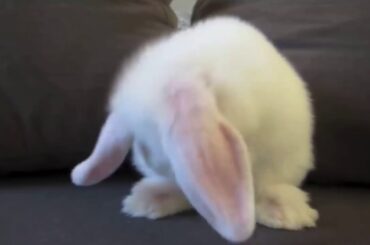 Aww check out cute bunny washing it’s face ♡♡♡