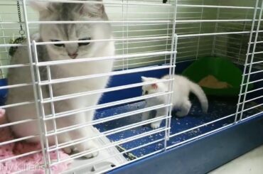 Cute Cats  –  Cats Betty and Coco evicted Neytiri bunny from her apartment 😂 So Funny