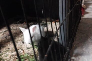 cute baby rabbits