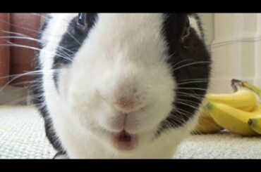 A Rabbit Music Video Hollaback Bun Official Music Video 🐰🐹🦊Cute Pet Animals
