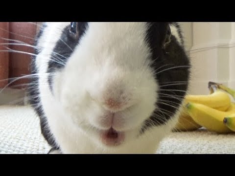 A Rabbit Music Video Hollaback Bun Official Music Video 🐰🐹🦊Cute Pet Animals A Rabbit Music Video Hollaback Bun Official Music Video 🐰🐹🦊Cute Pet Animals