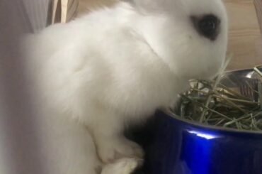 Busy Bunny Eating Lunch with cute Feet and Hands holding on to his dish