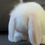 Cute bunny washing his face 😍