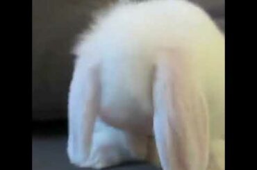 Cute bunny washing his face 😍