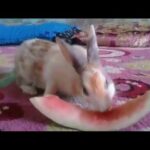 Cute Baby Rabbits Playing,Feeding Activities  Funny Bunny Rabbit Videos Baby Rabbits