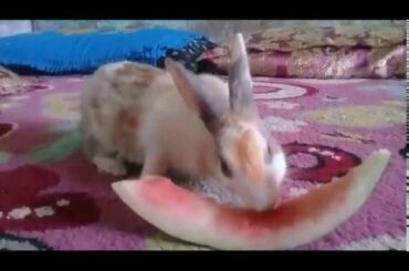 Cute Baby Rabbits Playing,Feeding Activities  Funny Bunny Rabbit Videos Baby Rabbits