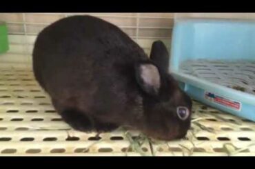 Oreo the Rabbit’s Life (Part 1)