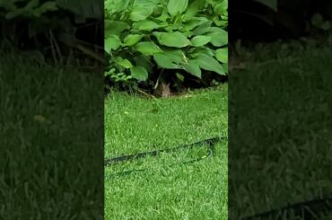 Baby Rabbit eating in a yard usually inhabited by Shiba Inus