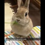 Cute rabbit eat carrots