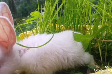 See How cute bunny cleaning it self