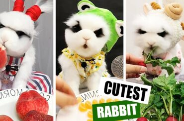 RABBIT EATING WATERMELON | EATING  VIDEO | CUTEST RABBIT ASMR