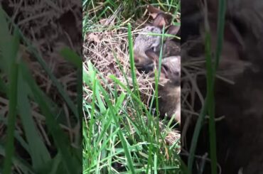 I found baby bunnies!!! ❤️❤️