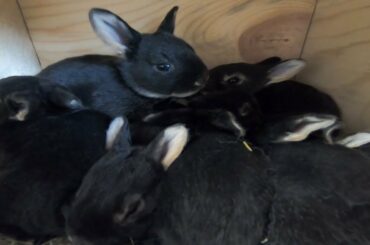 Cute 19 day old, Baby Otter Rex Rabbits