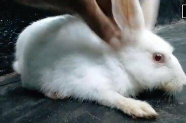 Cute Little Bunny Loves Cuddle | Rabbit Loves Cuddle | Cute Bunny Demands Cuddle Funny Reaction Ever