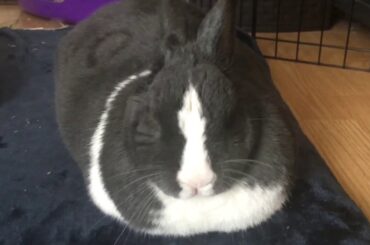 Cute Bunny Imitating a Loaf of Bread