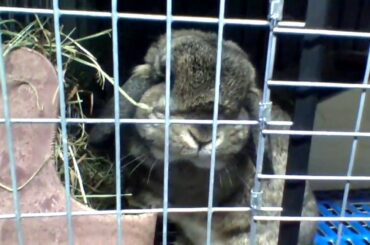 Extremely Cute Bunny!