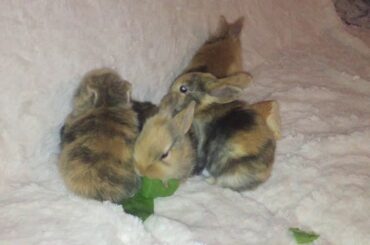 Cutest Baby rabbit
