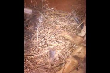 New born cute small bunnies  #baby #bunnies #cute