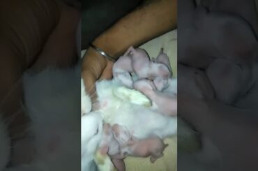 rabbit 🐇🐇🐇🐇🐇 baby