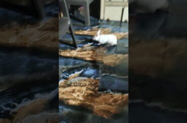 Bunny dancing and playing by chasing his owner......Cute Bini Bunny....❤️❤️❤️❤️