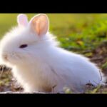 Cutest Rabbit Compilation EVER  | Cute Rabbit Fun