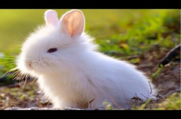 Cutest Rabbit Compilation EVER  | Cute Rabbit Fun