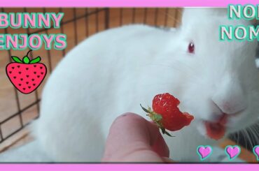 bunny eating strawberry