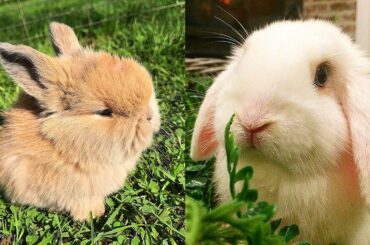 Rabbits🐇 Ring Bell for Food - Funny and Cute Baby Bunny Rabbits | Compilation #18 | Pk Paws