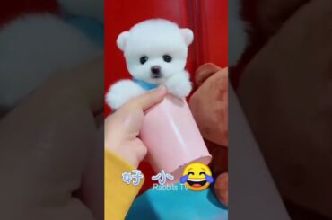 Rabbits Funny and Cute dog Compilation