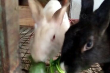 Yuk Fo Han Koellu Guys || Kelinci Lucu