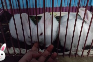 Cute funny and adorable baby bunnies