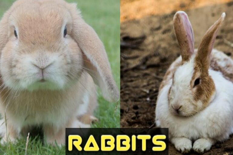 Beautiful rabbit in the World | Cute and Funny Rabbits